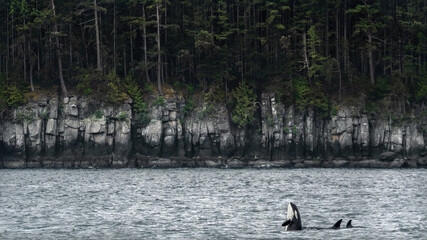 Orcas (Orcinus Orca)  Spyhopping off Gabriola Island, Canada © Leny Silina Helmig
