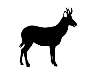 A hartebeest standing profile with distinctive sloping back and long face. © robin