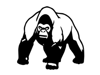 A silverback gorilla knuckle-walking forward, massive shoulders, head lowered. © robin