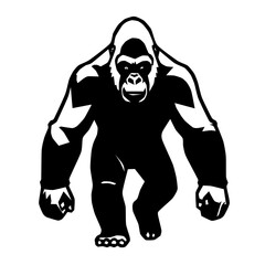 A silverback gorilla walking on knuckles with arms extended and head forward. © robin