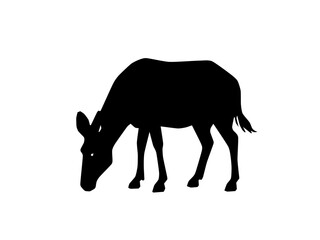 An eland antelope grazing with head lowered to the ground. © robin