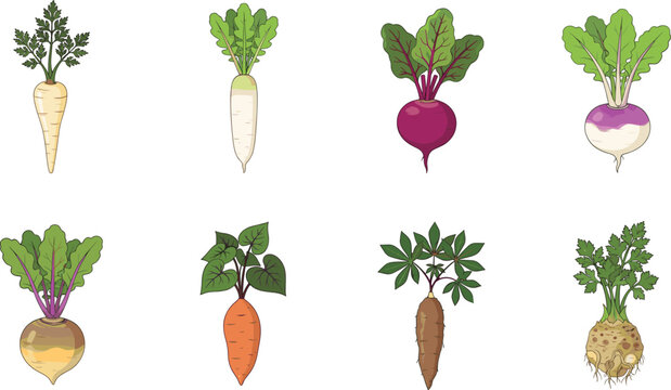Root Vegetable Collection Vector Illustration with Carrot Radish Beet Turnip Sweet Potato Cassava and Celeriac