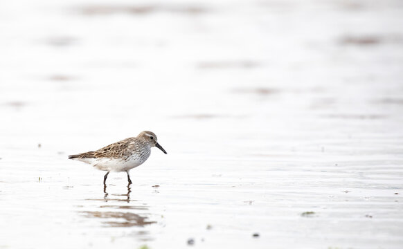 Semipalmated sandpiper along the shore