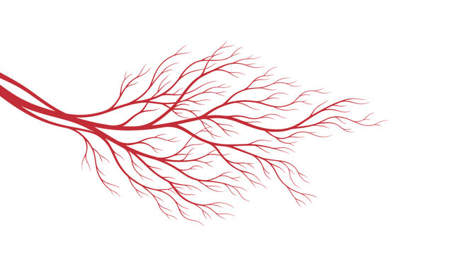 Red human blood vessels and capillary veins structure branching out horizontally over a clean white background.