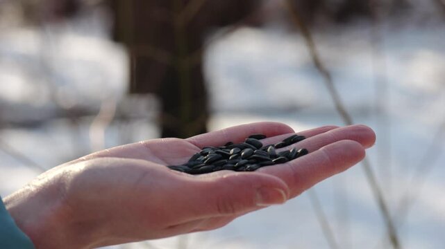 Woman feeding cute tit bird to sunflower seeds at snowy woodland. Beautiful tomtit pecking food from female hand at winter forest. Small titmouse eating meal from arm of young girl at snow park