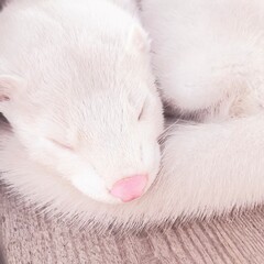 sleeping ferrit © Leo