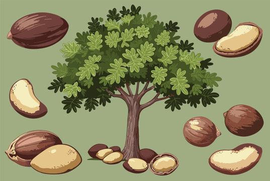 Botanical illustration features a green shea tree surrounded by various whole and halved shea nuts on a sage background.