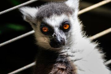 Close up of a Lemur © Audra