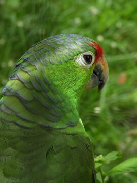 Pappagallo Panama