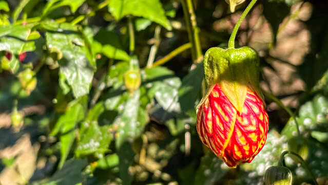 Horizontal macro shot of a developing Abutilon striatum flower bud in direct sunlight. Sharp selective focus on the patterned red and yellow bud with blurred green leaves.