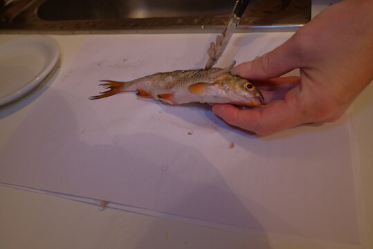 Woman peeling fish in the sink you can see the movements of a man's hands crucian carp