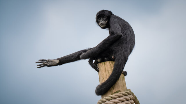 Black Spider Monkey Sitting on top of a Pole