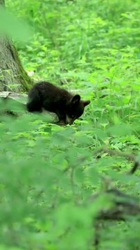 Cutest Ever Plop Flop Baby Black Bear Cub Clever Way to Get Down from a Branch Funny Animals