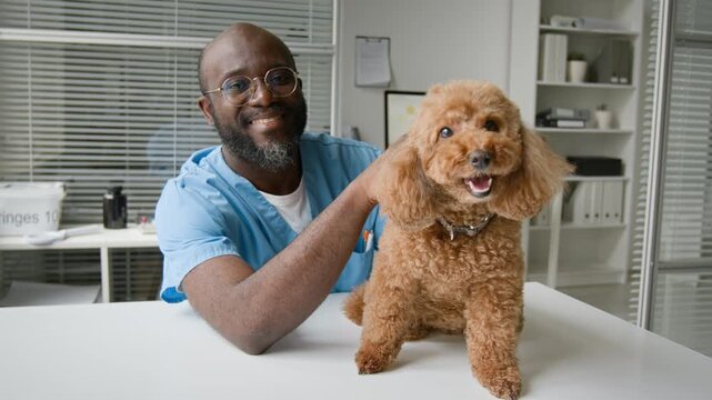 Portrait of middle aged African American male veterinarian smiling at camera while petting brown poodle dog. Video is perfect for promoting veterinary clinics and pet care services
