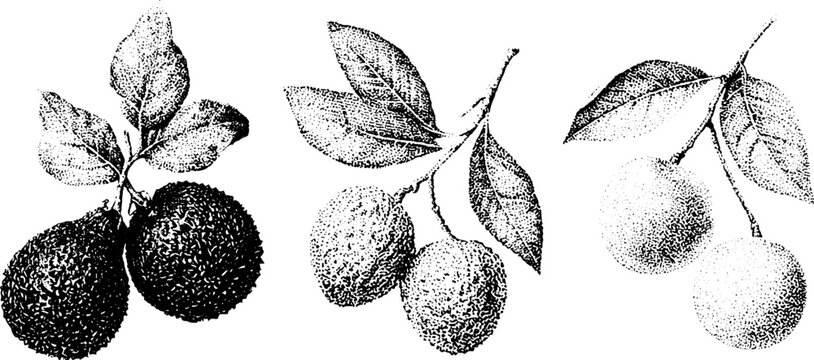 Black and white ackee lychee longan stippling botanical fruit drawing trio for packaging label and background design