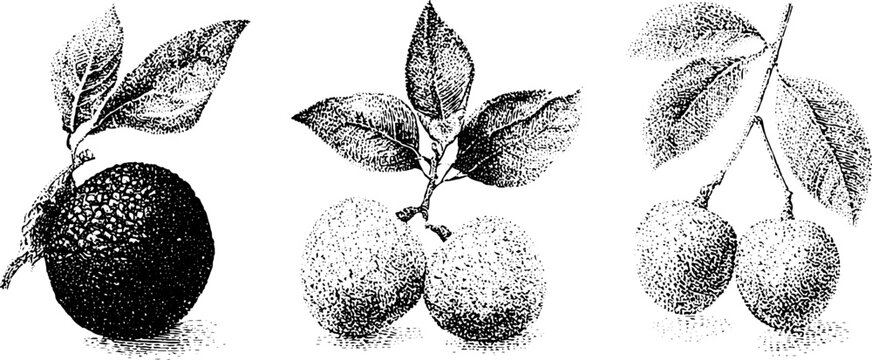 Black and white ackee lychee longan stippling botanical fruit drawing set for packaging label and background design