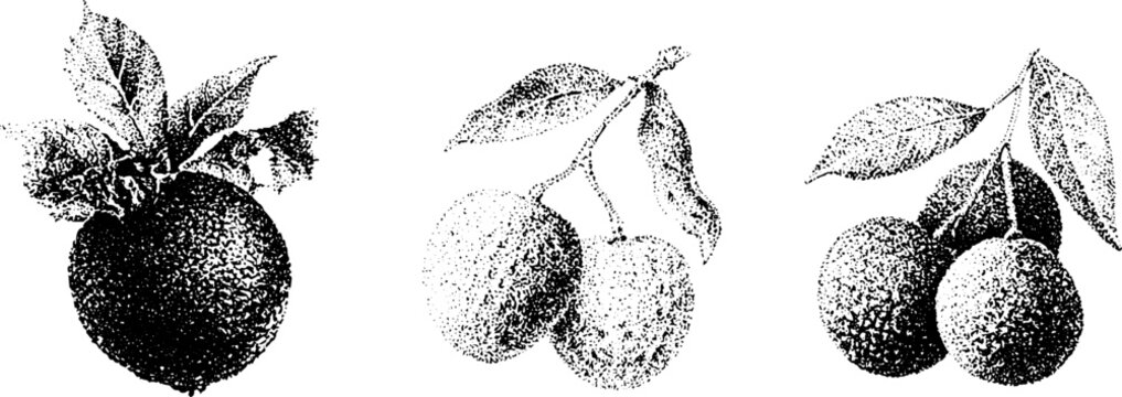 Black and white stippling botanical illustration set of akee lychee and longan fruit sprigs for vintage label and packaging design background