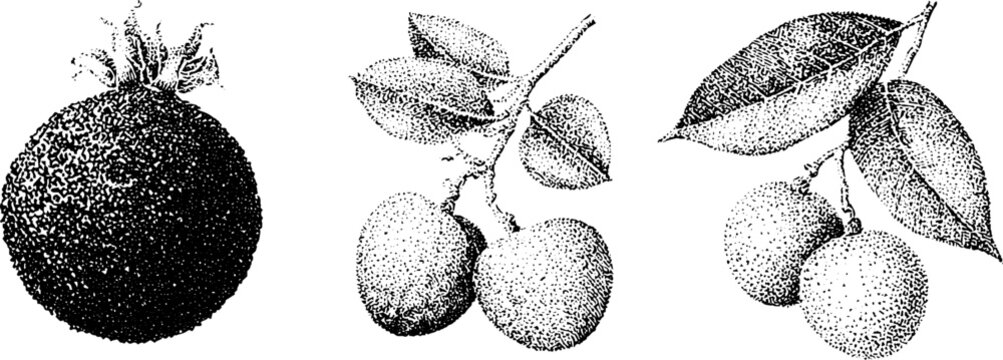 Black and white stippling illustration of akee lychee and longan fruits on branches for botanical background and vintage label design