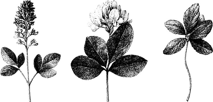Three black and white stipple botanical studies of alfalfa lucerne and sainfoin for herbarium labels and vintage educational design