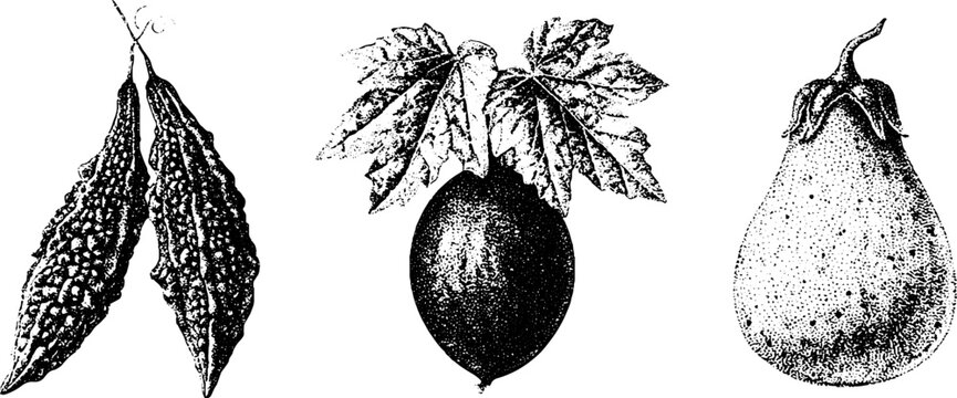 Bitter gourd bitter melon ampalaya composition black and white traced drawing for packaging, label and botanical design with vintage stipple engraving detail