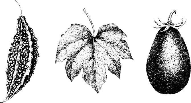 Botanical black white engraving bitter gourd leaf eggplant ampalaya composition for background and botanical study reference