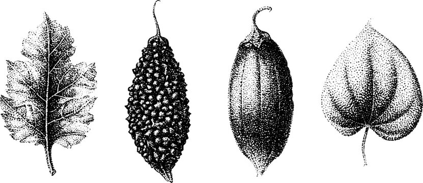 Bitter gourd bitter melon ampalaya botanical line art in black and white for label, packaging and kitchen design with stipple engraving and natural texture