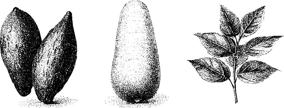Cassava yuca manioc tubers stem and leaves black and white stipple botanical plate for educational background and agricultural reference