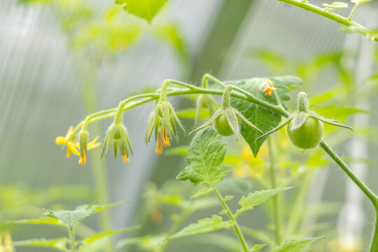 Young green cherry tomatoes growing on the vine in a greenhouse during daytime