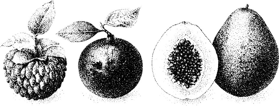 Black and white stippled custard apple pawpaw and ilama fruit engraving for botanical background or poster design