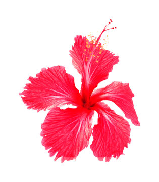 Beautiful deep red Hibiscus rosa-sinensis aka Chinese hibiscus isolated on white background