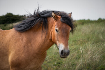 Wild Brown Horse Grazing in a Field © Ian