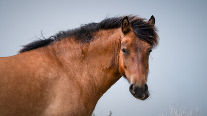 Wild Brown Horse Grazing in a Field © Ian