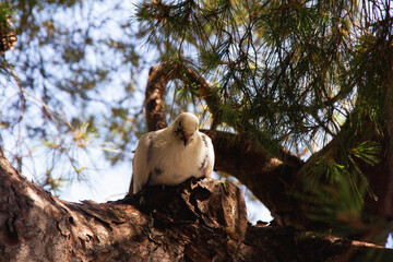 Obraz premium a little white dove in its nest in a tree