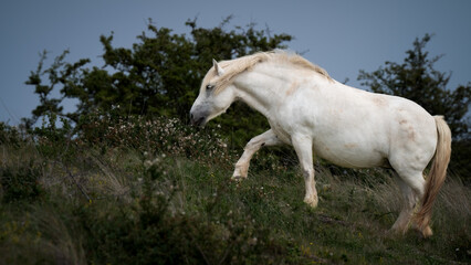 Fototapeta premium Wild White Horse Grazing in a Field