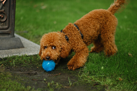 Cute fluffy apricot poodle puppy playing with a blue toy ball on green grass in the park