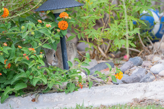 Wild cottontail rabbit peeking through lush garden foliage and orange lantana flowers while hiding among rocks, capturing a cautious and curious moment in its natural habitat.