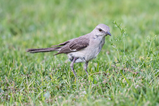 Northern mockingbird walking through green grass in search of food, showcasing its slender build, long tail, and soft gray plumage in a natural outdoor setting.