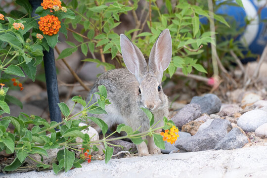 Wild cottontail rabbit standing among orange lantana flowers, green foliage, and decorative rocks in a garden while looking toward the camera.