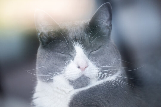 Close-up portrait of a gray and white domestic cat resting with its eyes closed beside a window, illuminated by soft sunlight and gentle glass reflections.