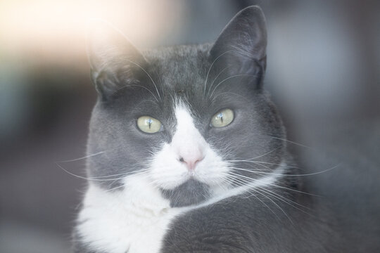 Close-up portrait of a gray and white domestic cat looking through a window, with soft sunlight, glass reflections, green eyes, and a calm expression.