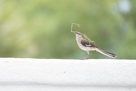 Northern mockingbird carrying nesting material in its beak while perched on a white wall, capturing natural nest-building behavior against a soft green background.