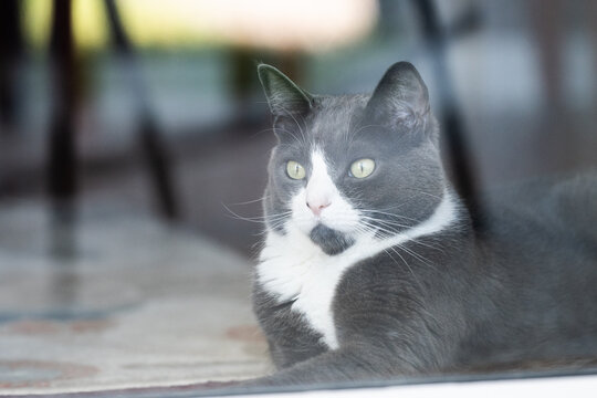 Gray and white domestic cat resting indoors and looking through a window, with soft reflections, green eyes, and a calm expression.
