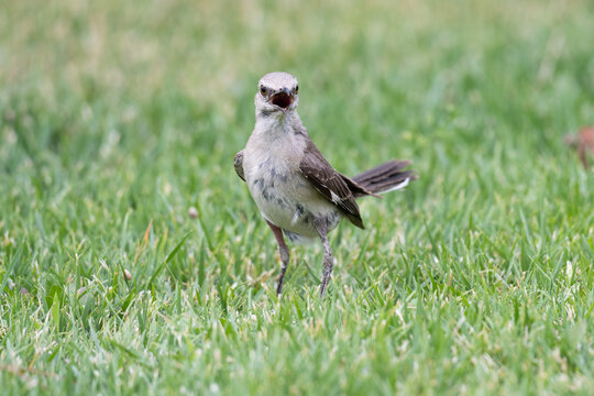 Northern mockingbird standing on a green lawn with its beak open, appearing to sing or call. The close-up wildlife photograph captures the bird&rsquo;s expressive posture and natural behavior outdoors.