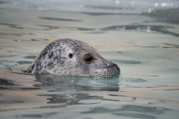Obraz premium Harbor Seal Swimming in Water