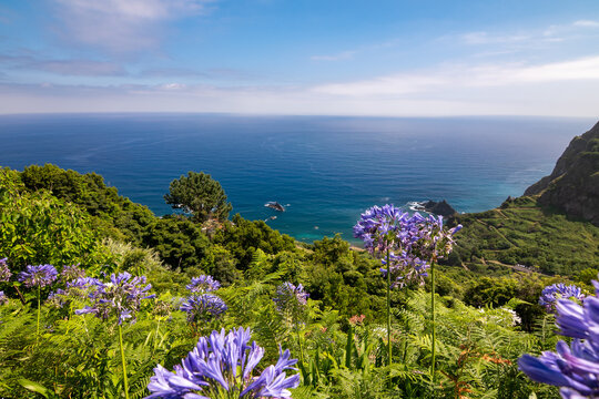 Scenic coastal landscape of Madeira with blooming purple Agapanthus flowers and deep blue ocean