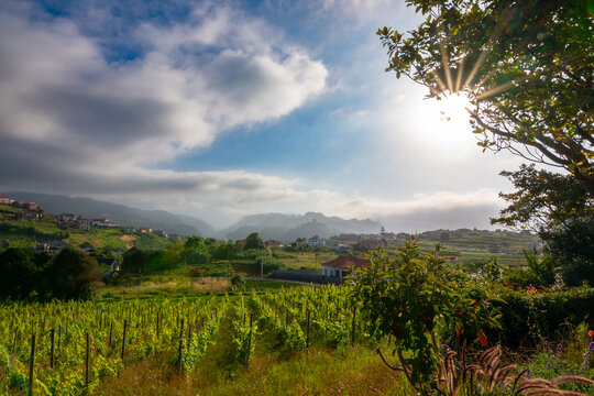 Beautiful rural vineyard landscape in Madeira mountains with dramatic sky and bright sunbeams