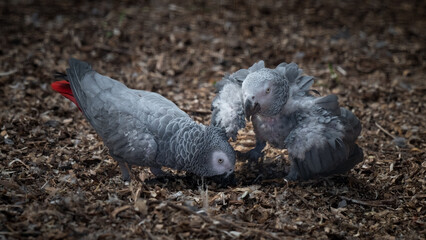 Pair of African Grey Parrots Playing on the Ground © Ian