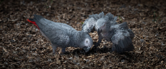 Pair of African Grey Parrots Playing on the Ground © Ian