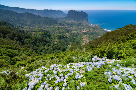 Breathtaking panoramic view of Madeira island with blooming blue hydrangeas, lush green mountains, and the Atlantic Ocean