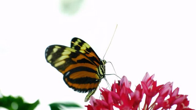 Close Up of a Common Tiger Butterfly. Beautiful Common Tiger Butterfly Feeding on Nectar. Common Tiger Butterfly in Natural Habitat.